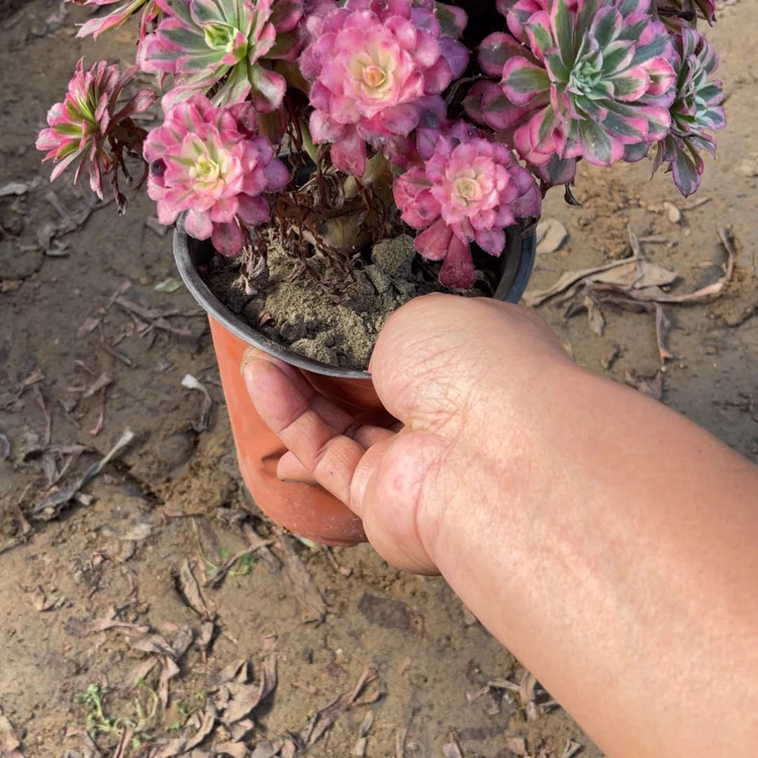 11-9-20红铜葫锦法师锦