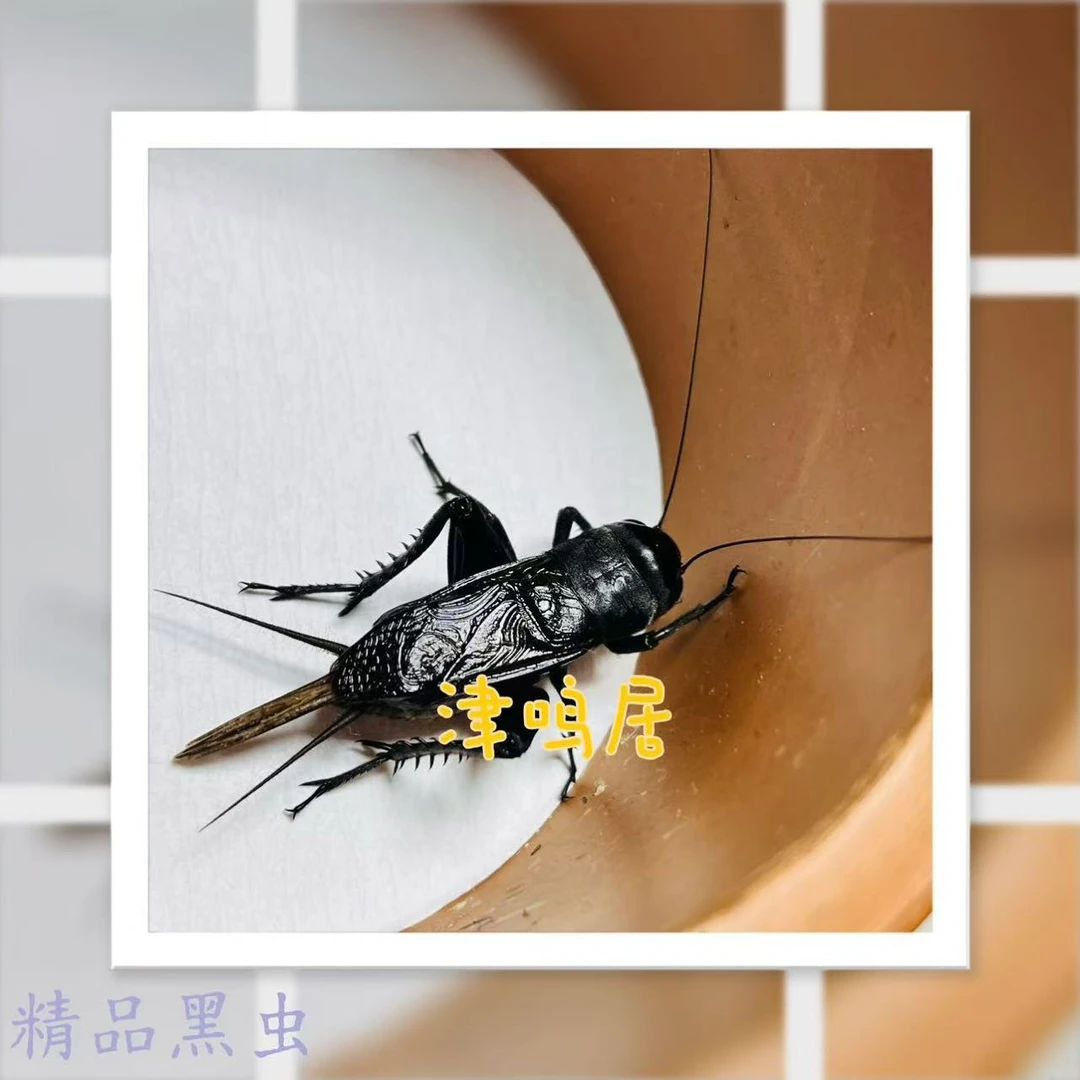 津鸣居油葫芦玩具一只（买家签收当日提供完整开箱视频超时不负责）