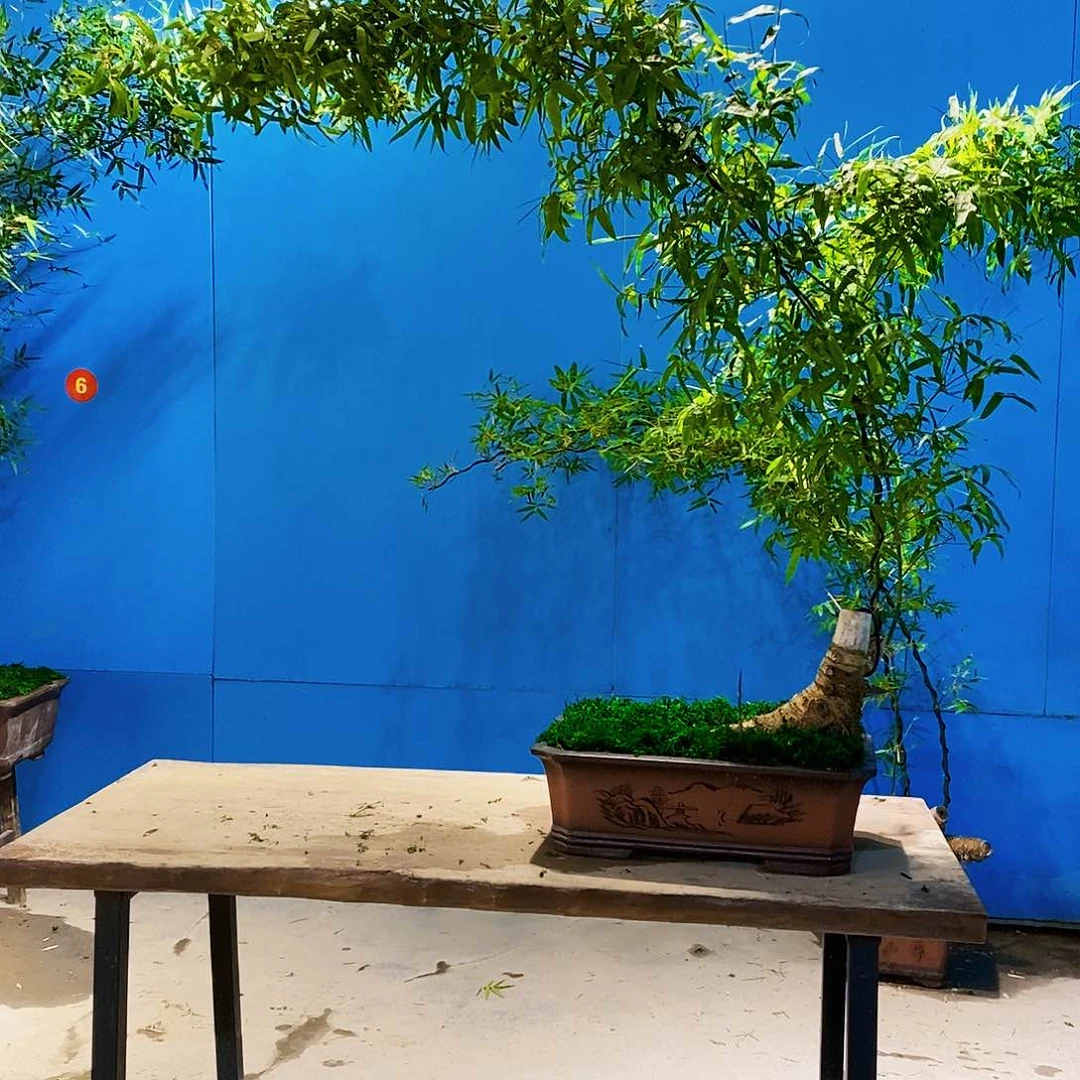 雷*小叶簕竹一物一拍