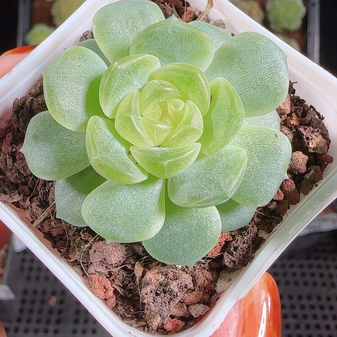 1018---166无尽灯一物一拍