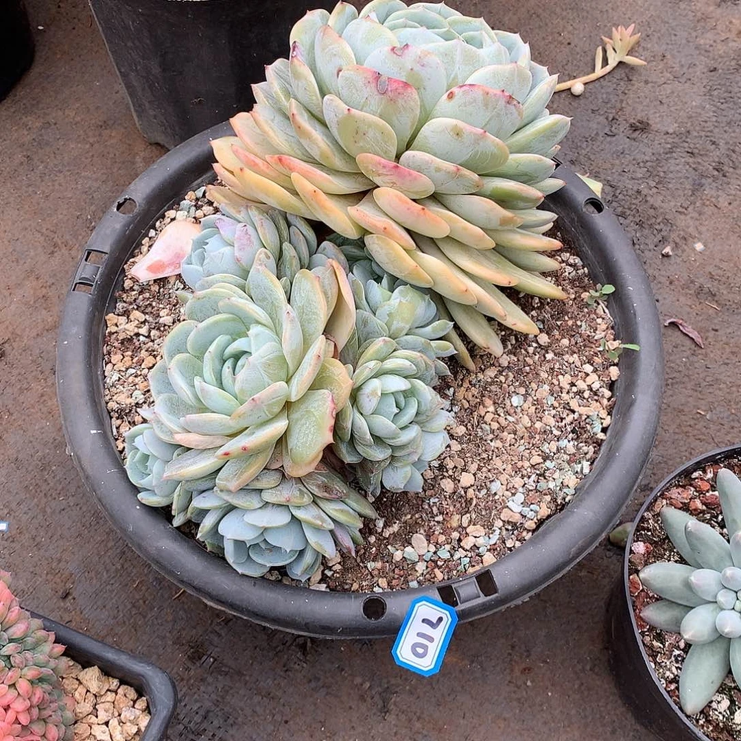 710老林 一物一拍多肉