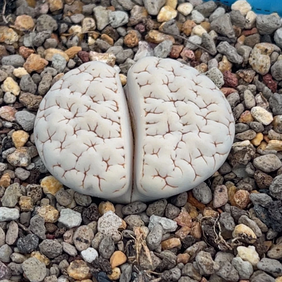 7838蜜纹189一颗