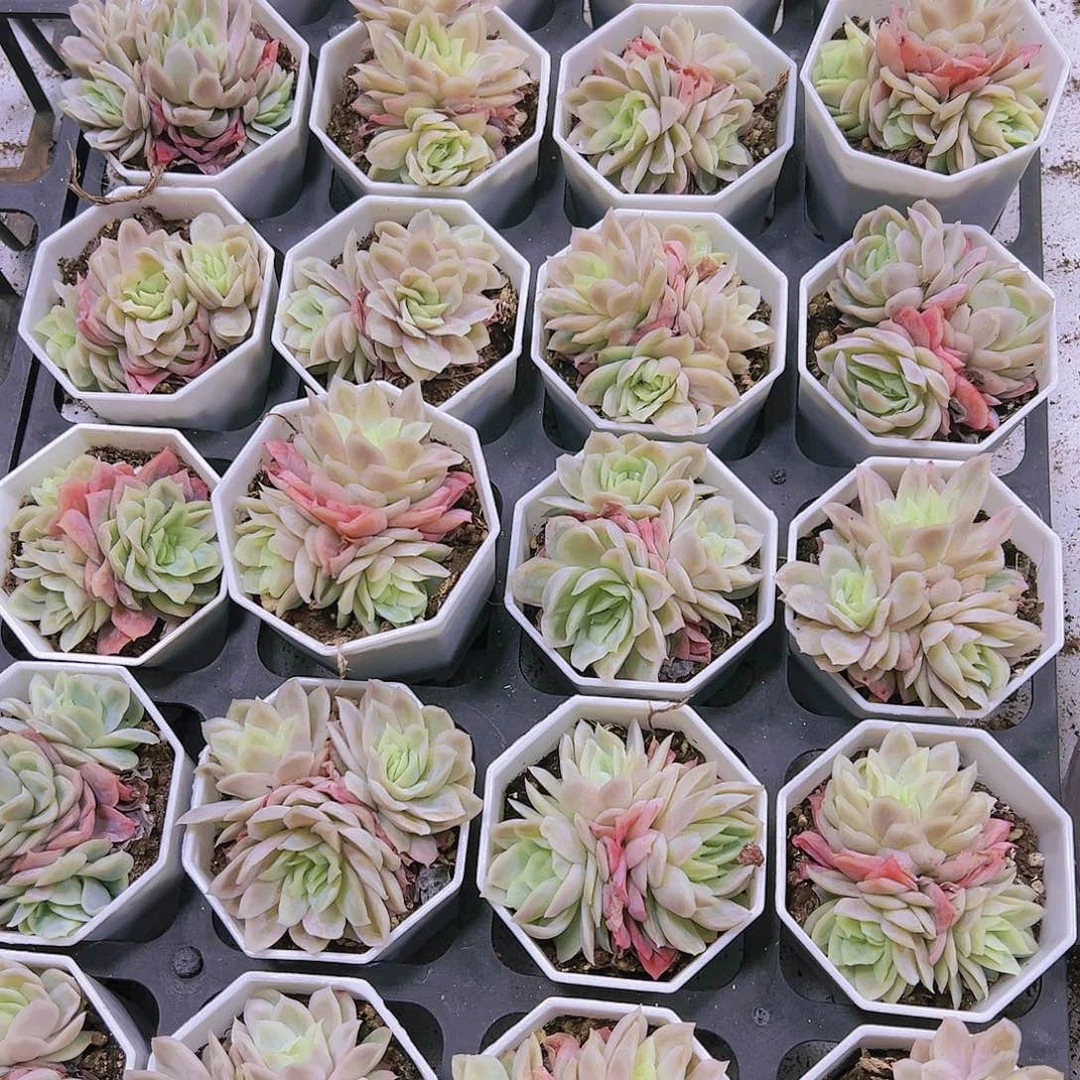 冰片锦群生带盆带土19包邮