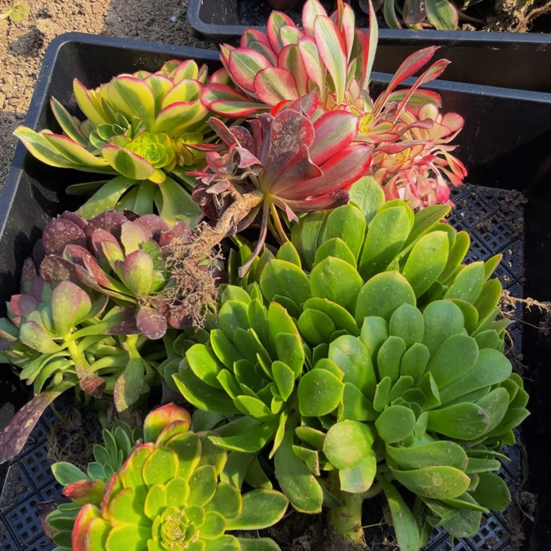 702多肉植物一物一拍箱子