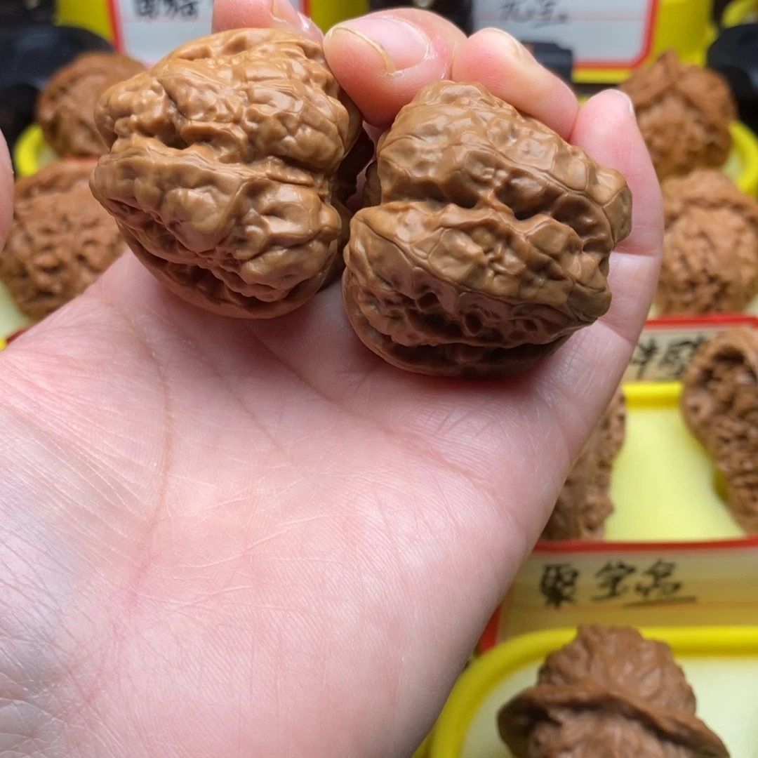 菩提籽类蛤蟆头蛤