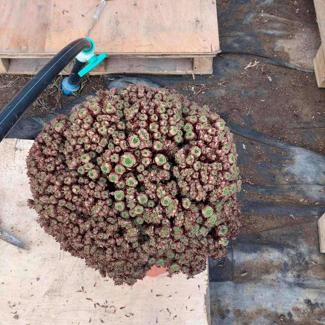 万圣节朵缀万圣节朵朵