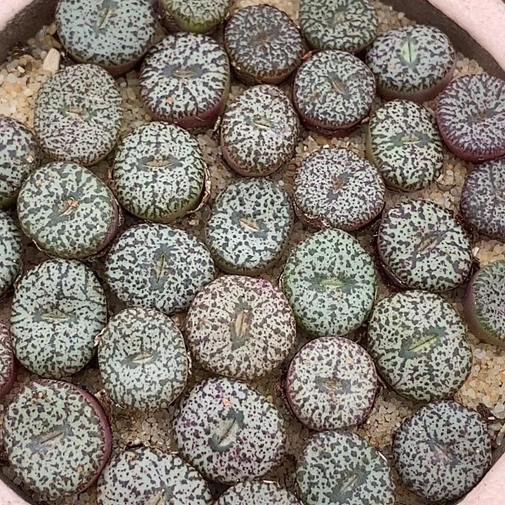 4513样本安贞一颗