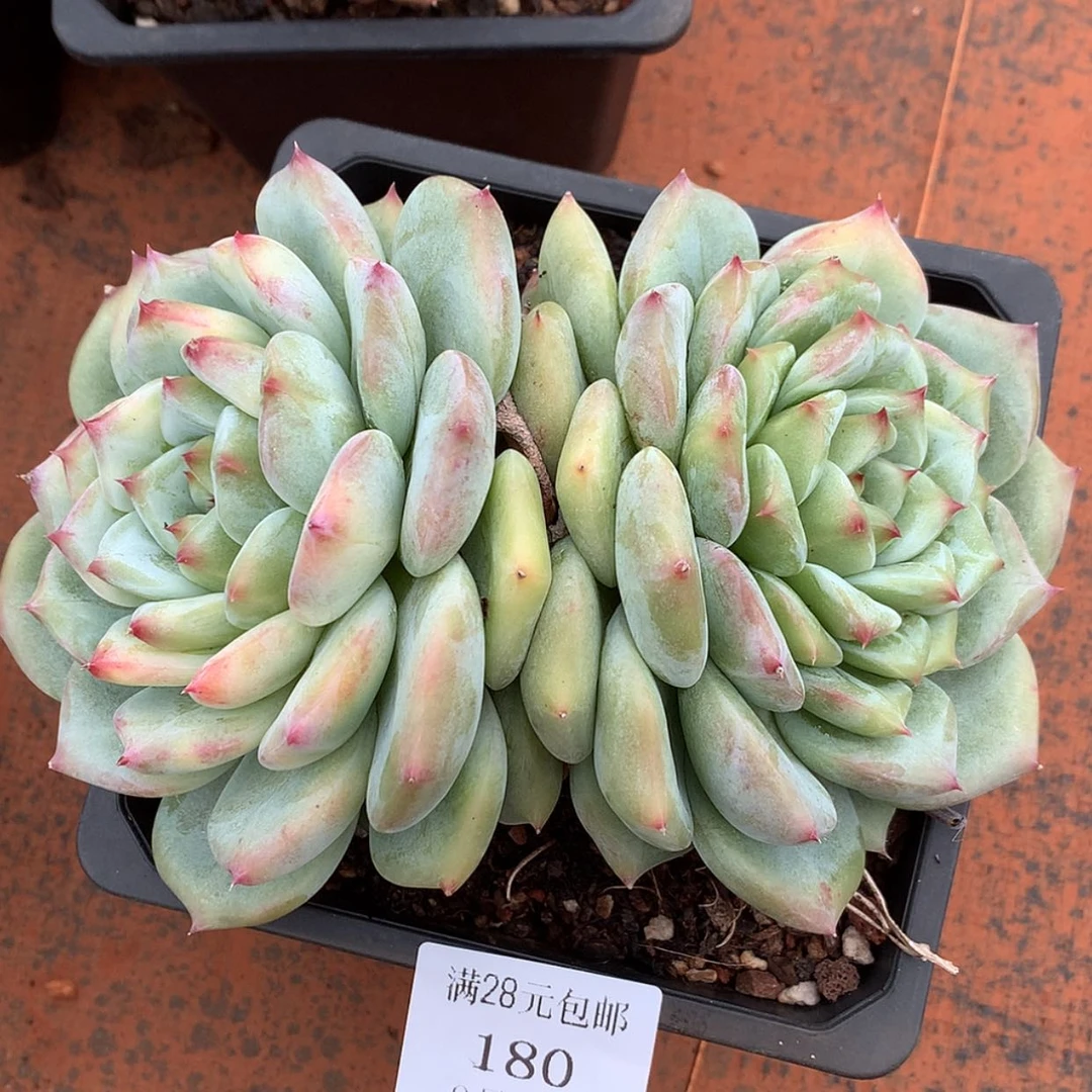 【闪购商品】云180号