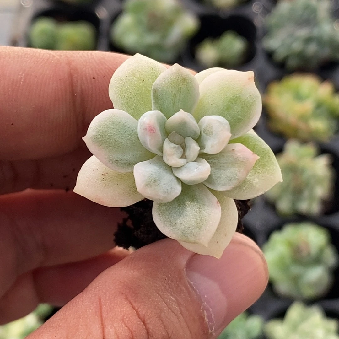 毛***豆糖心锦30包邮非偏远
