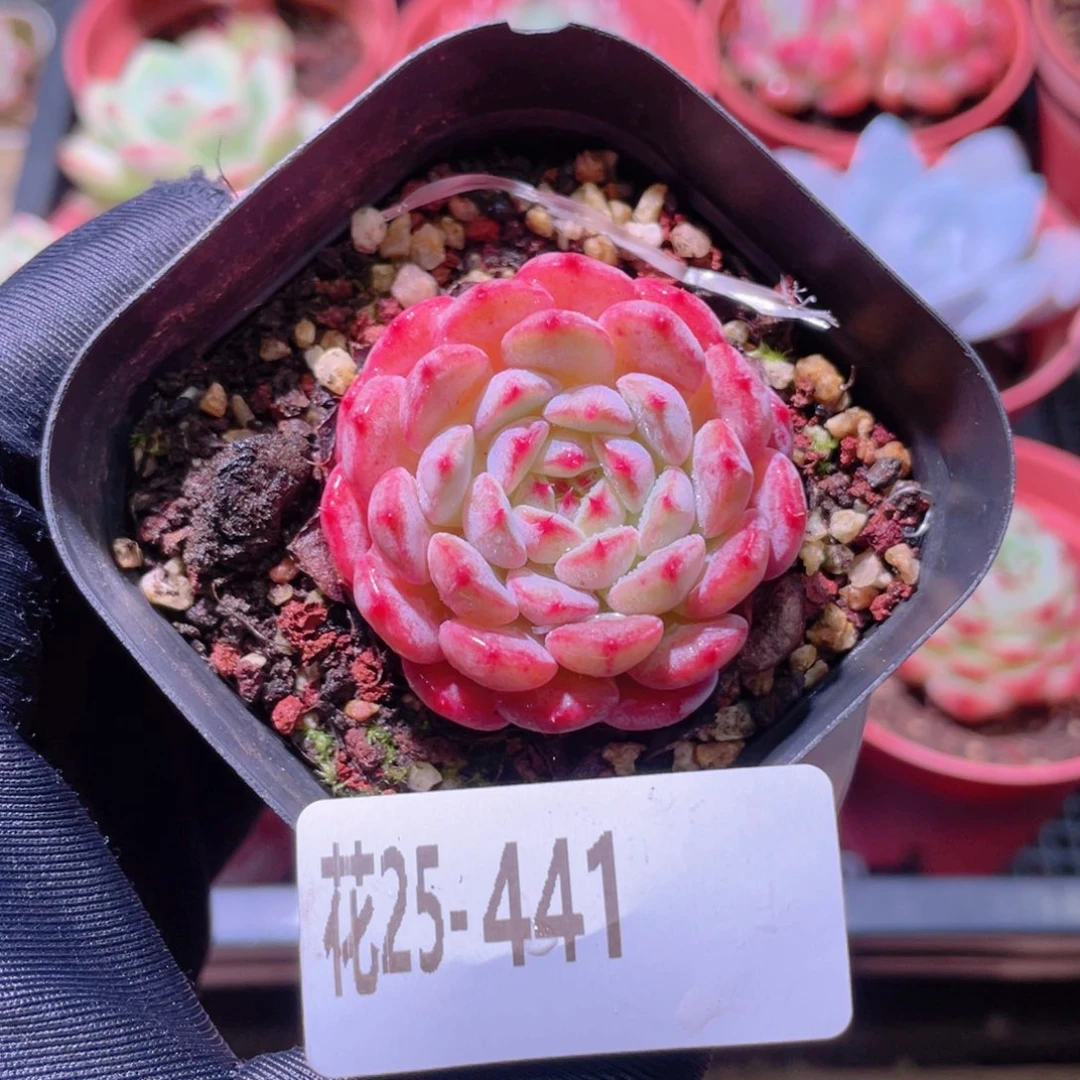 花利美25-441哈尼