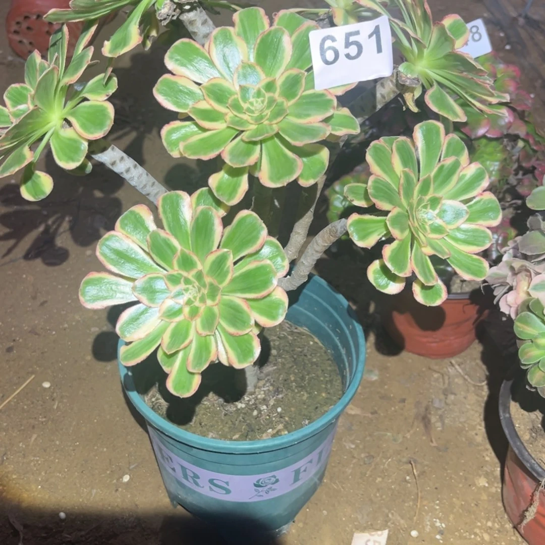 v锦锦多肉法师651号