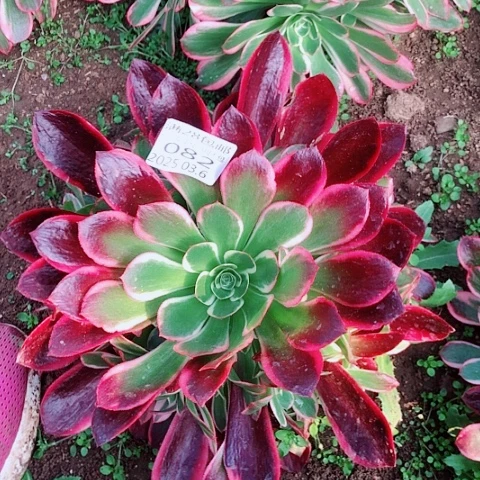 妸*3.6-82皇后2多肉植物