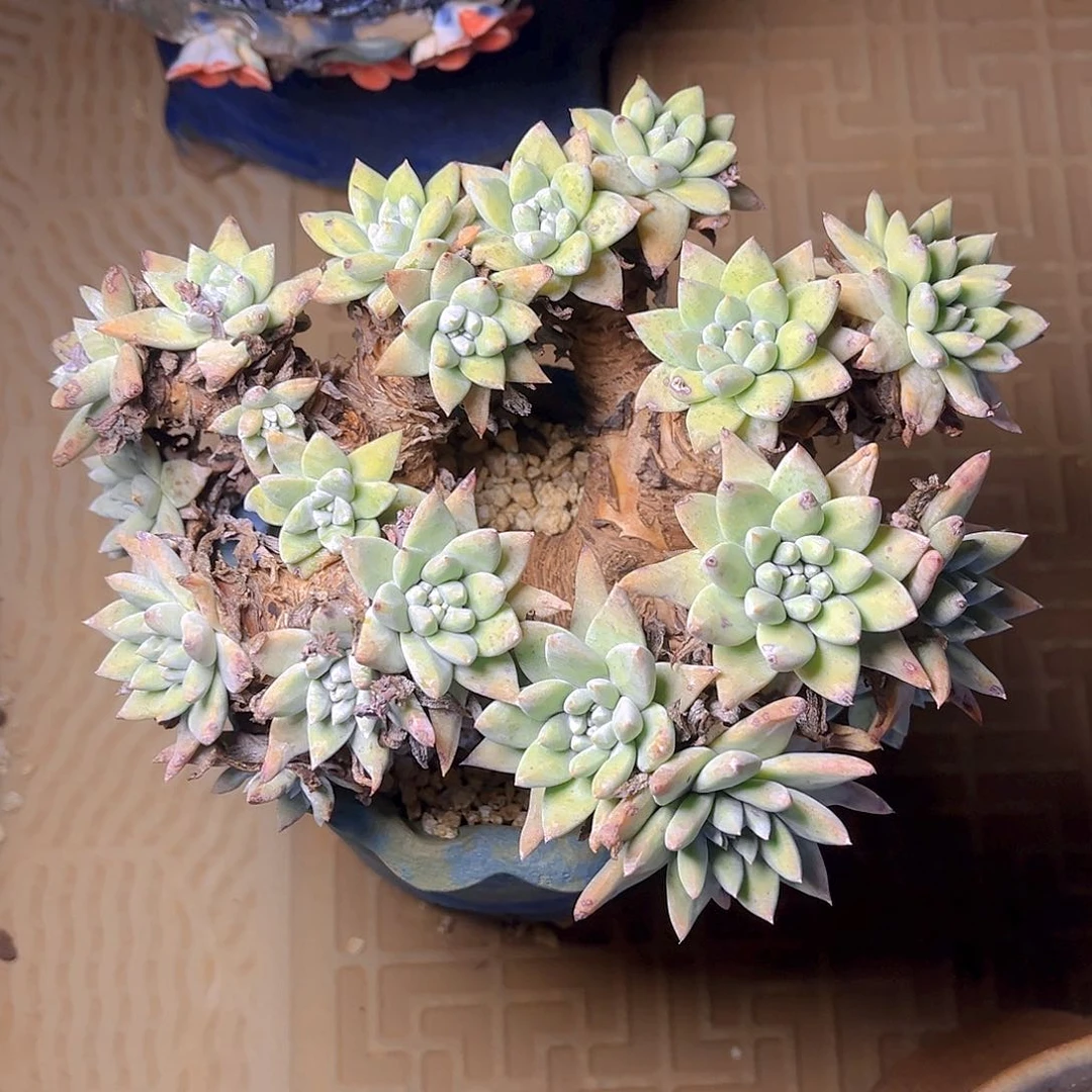 白姆杂法瑞多头群生