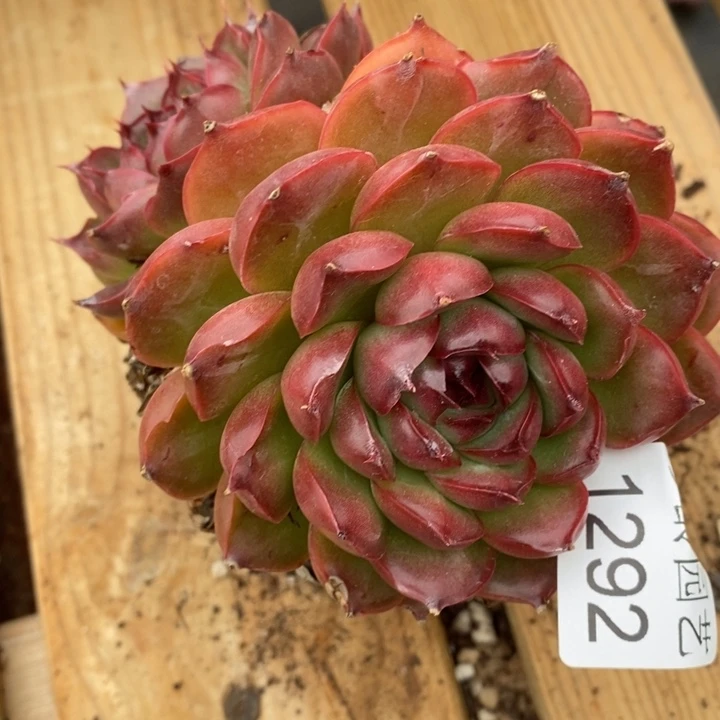 1292杂交老桩基地～11厘米