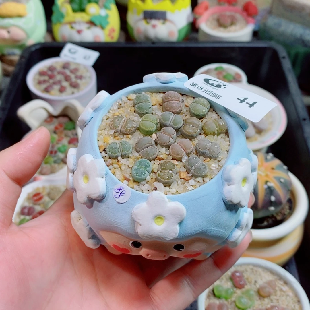 生石花花花花花花44
