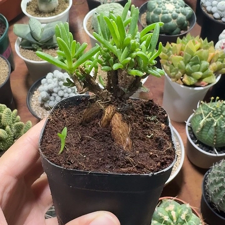 ?****༺冰花块根仙人球12