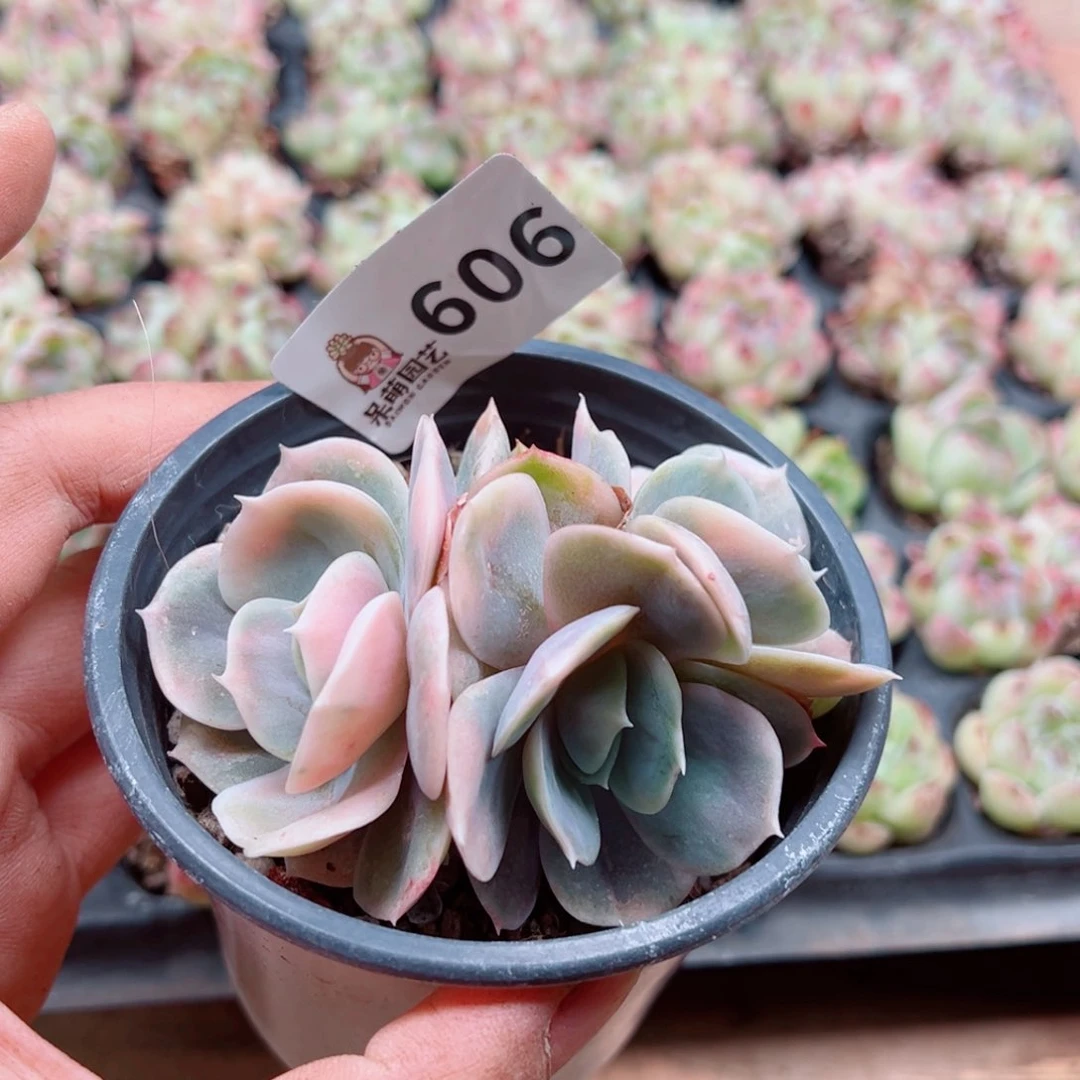 泡**x多肉植物多肉植物