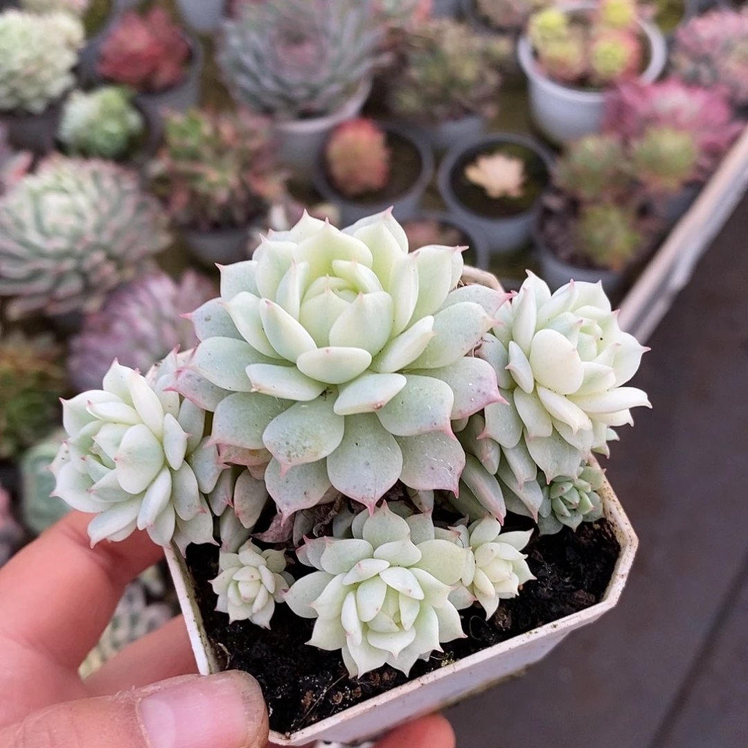 056群生哈哈哈哈哈