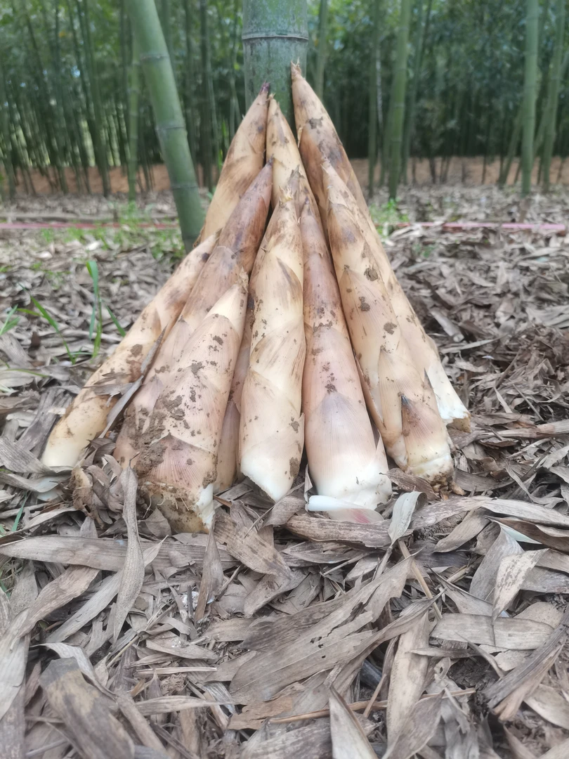 白玉笋象牙笋白哺鸡春笋当季新鲜现挖竹笋界的劳斯莱斯