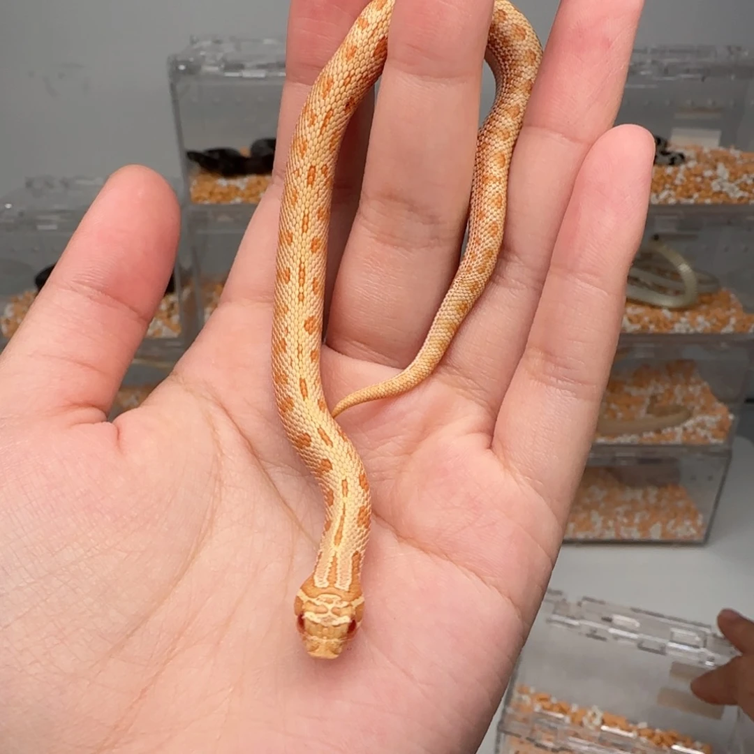 直播间专拍 白康弟弟