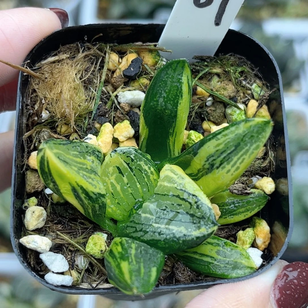 69原始冰河寿锦福利专场