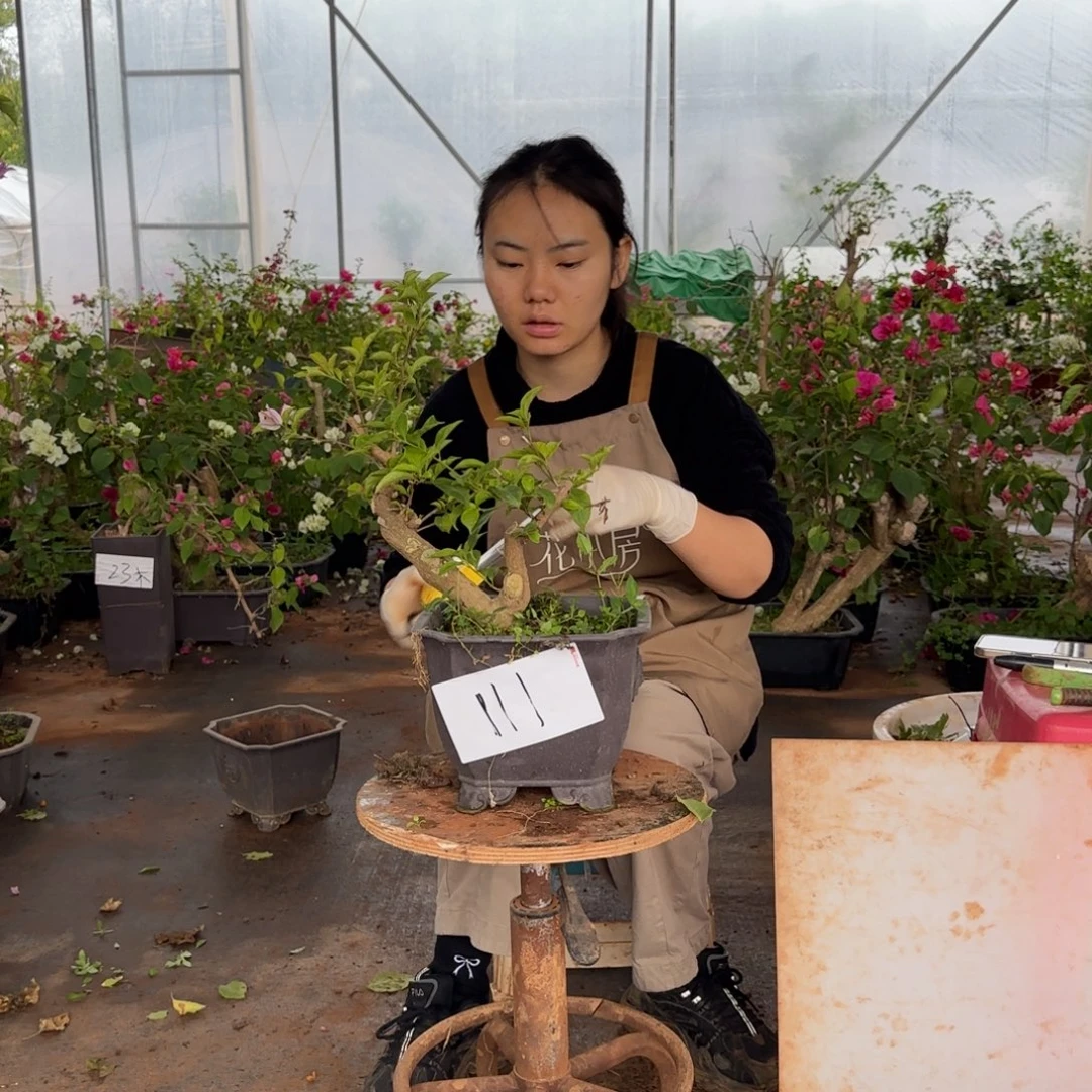 大部分花苞少量开放雪紫 111