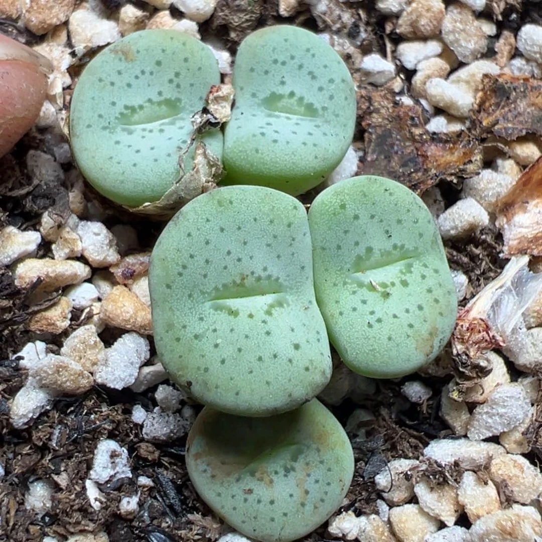 【闪购商品】 388。