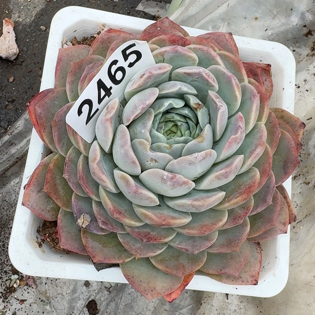 闪****醒3464646464616611616611