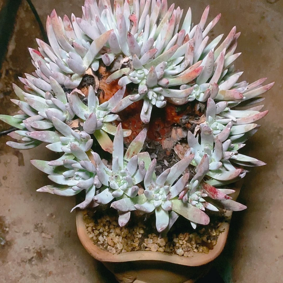 【闪购商品】白鹭多肉2327