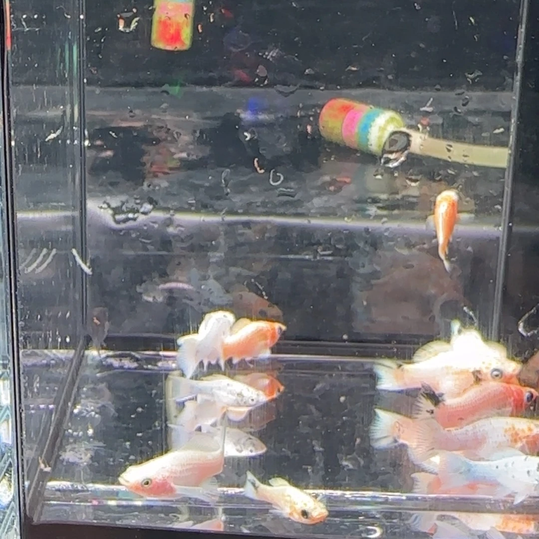 海水鱼玛丽苗子混合装一缸子