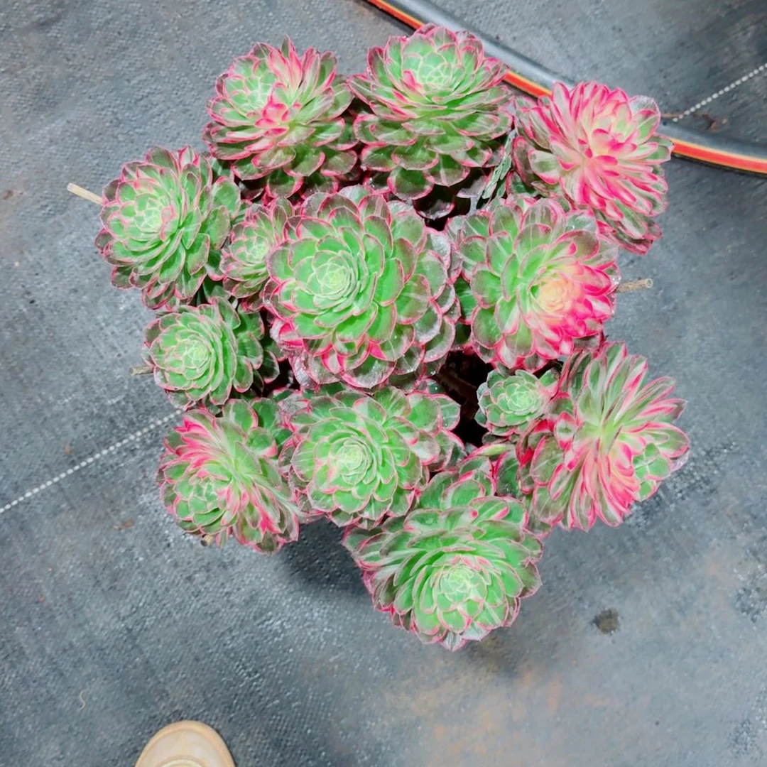 多肉植物发货发货