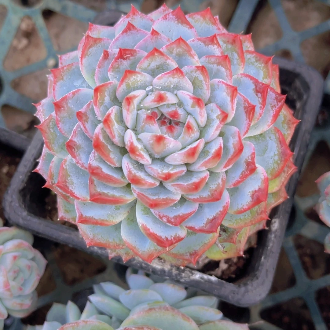 9.5公分香889999999提卡