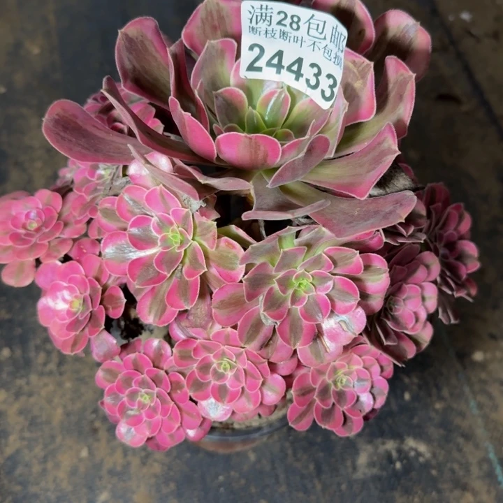 24433南美杜莎多肉植物