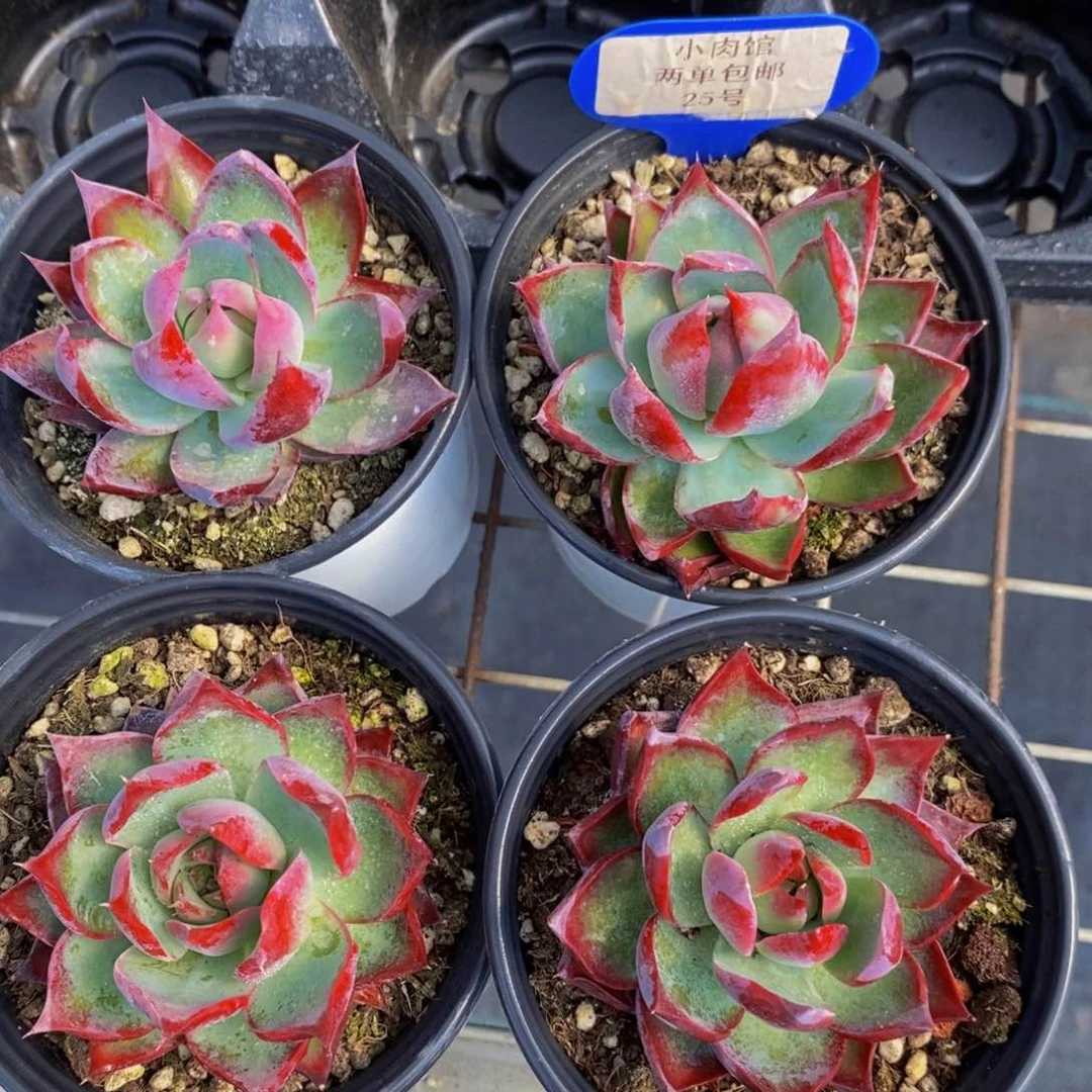 25-精品惊鸿仙子两个