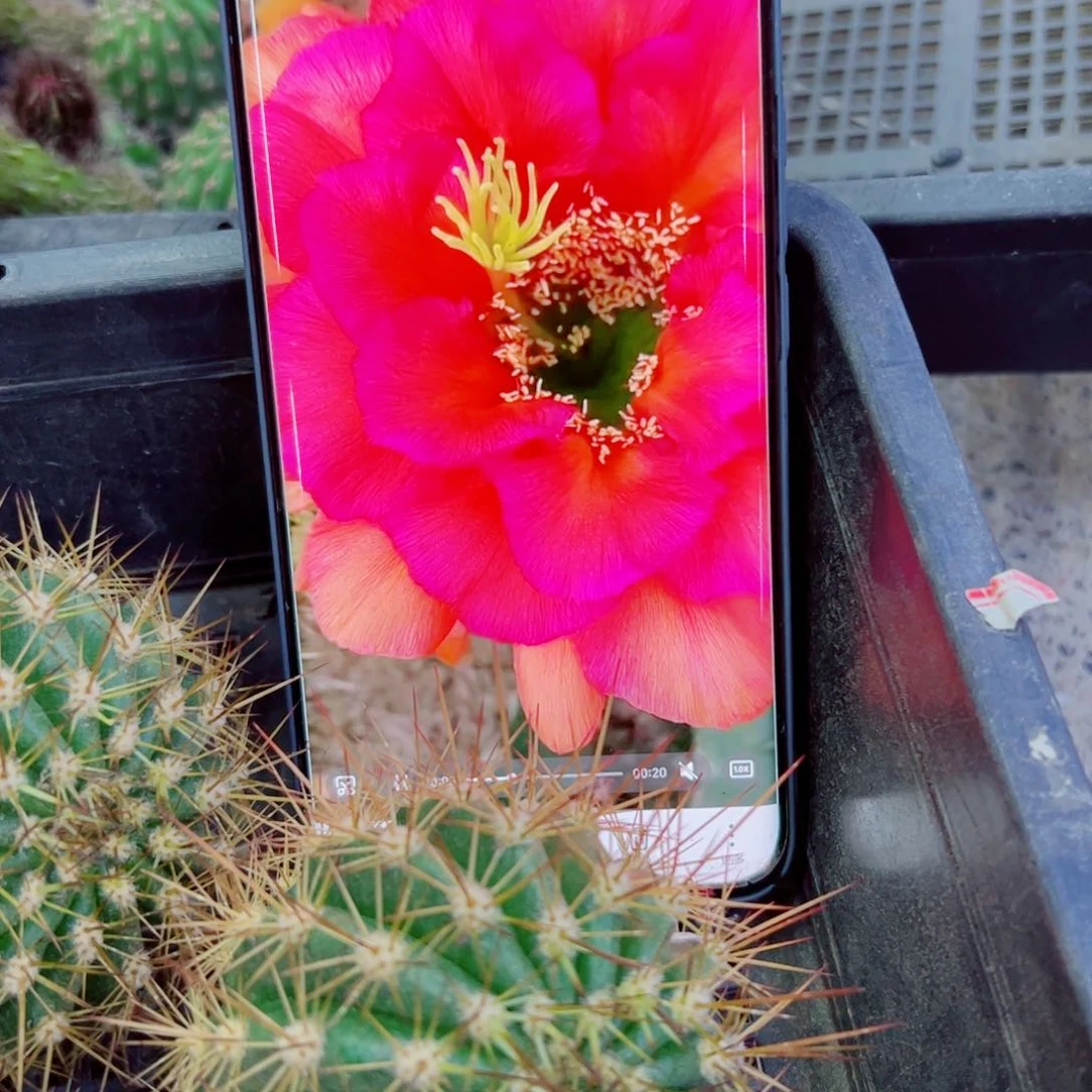 下26毛卡耐西歪无根侧芽4公分左右20包邮