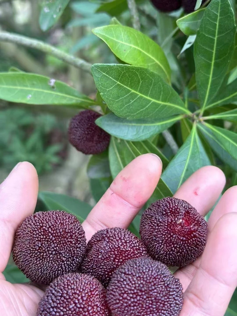 东山乌紫杨梅果园直发