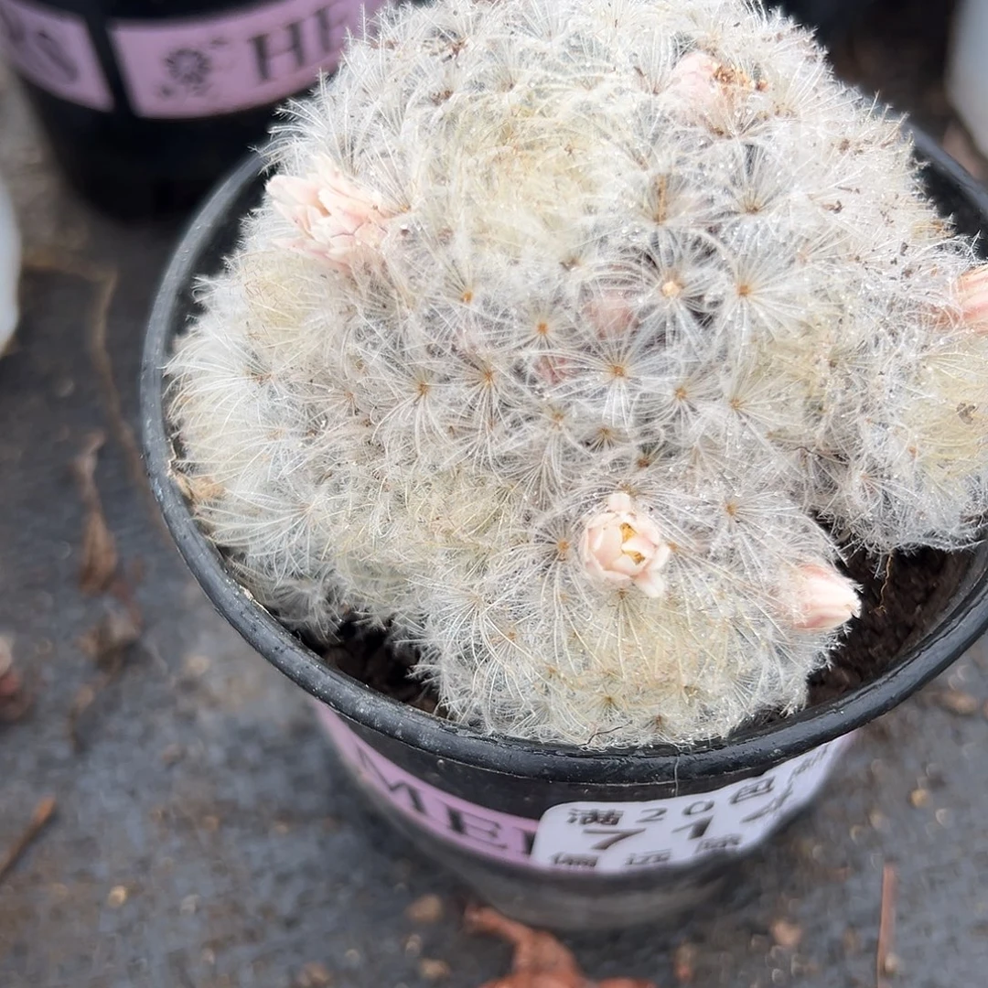 多肉植物白星开花
