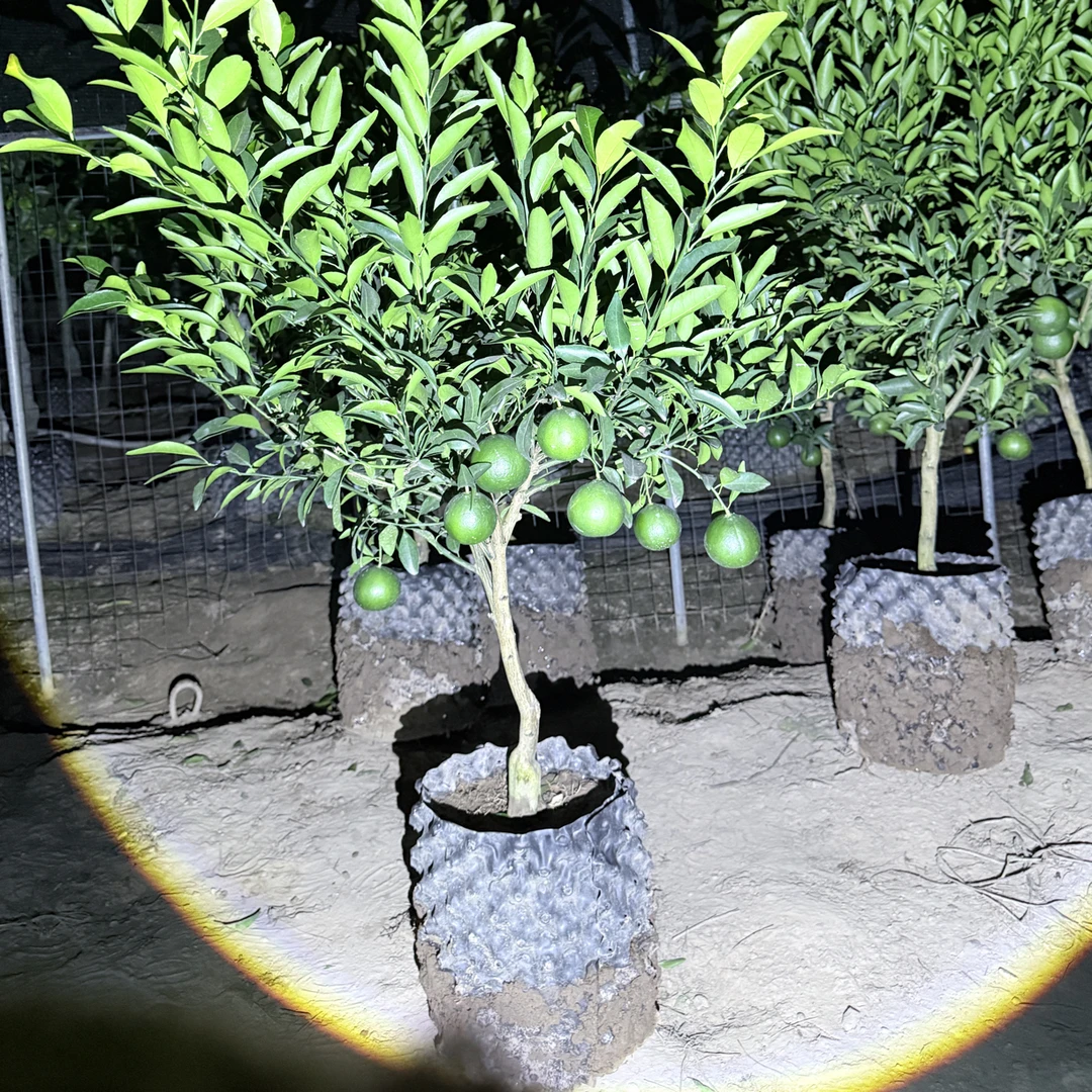优质柑橘类果树苗椪柑适合种植