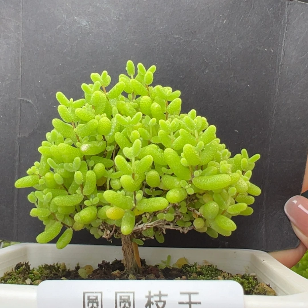 【闪购商品】dy2523蜜橘糖球冠幅6.5cm