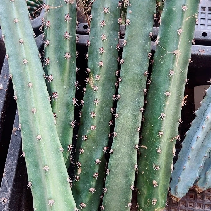 用***起黑刺袖蒲侧芽拍一发十二