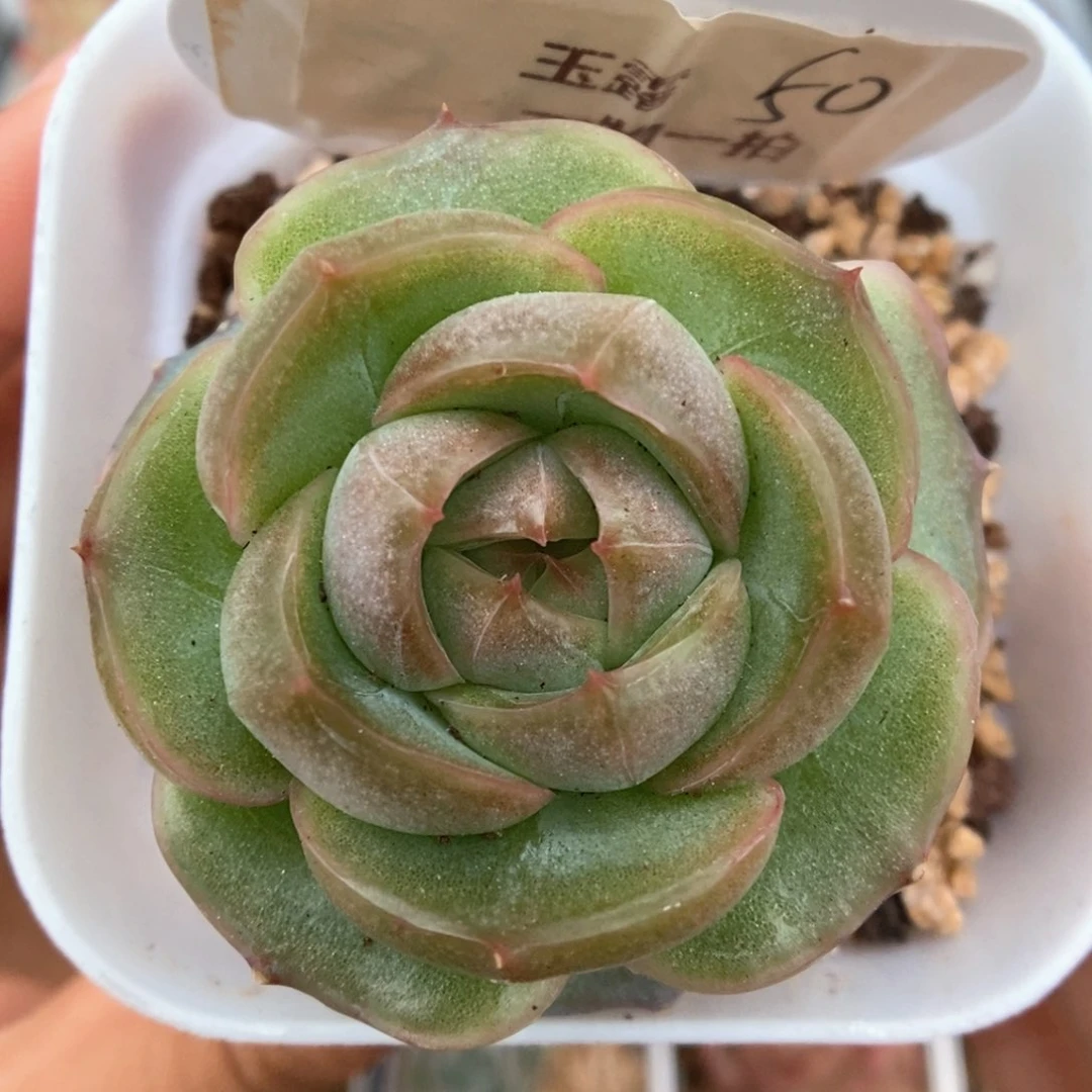 新品玉露可拍。