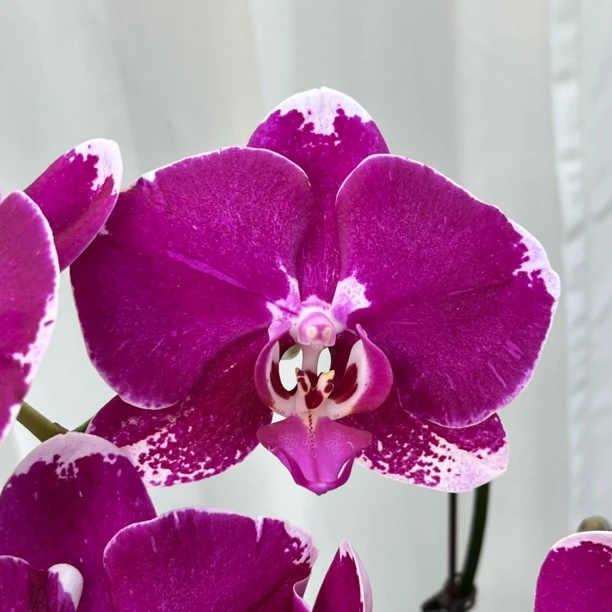 组合福利（大花型）蝴蝶兰 新疆基地直发