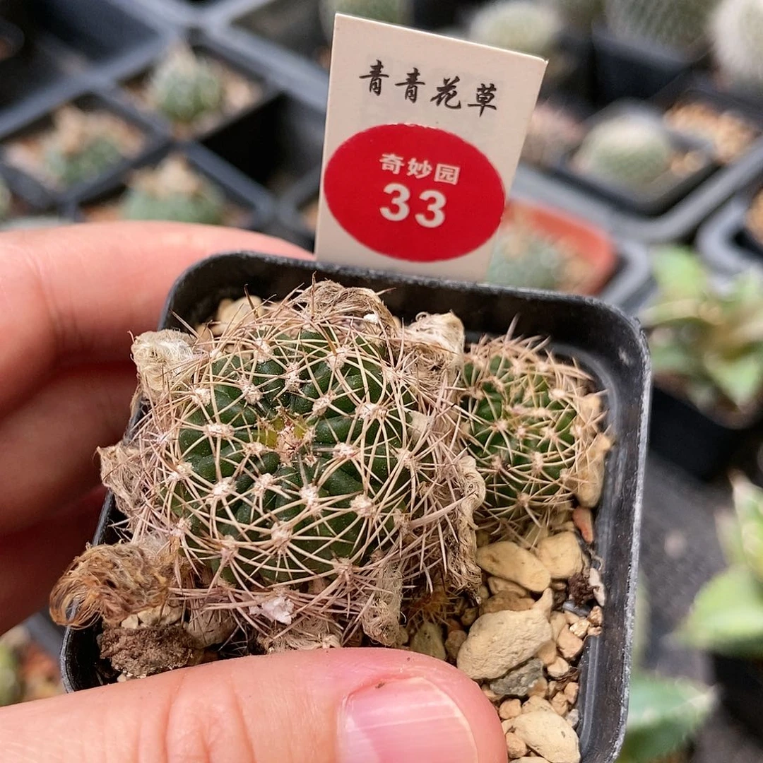 带崽红羽丽花丸一颗仙人球
