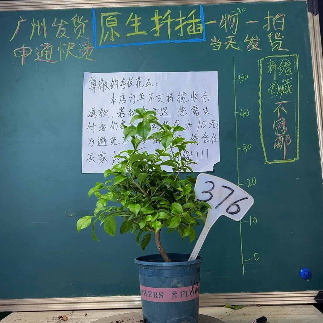 当前无花栽培后可以开花雪紫 376