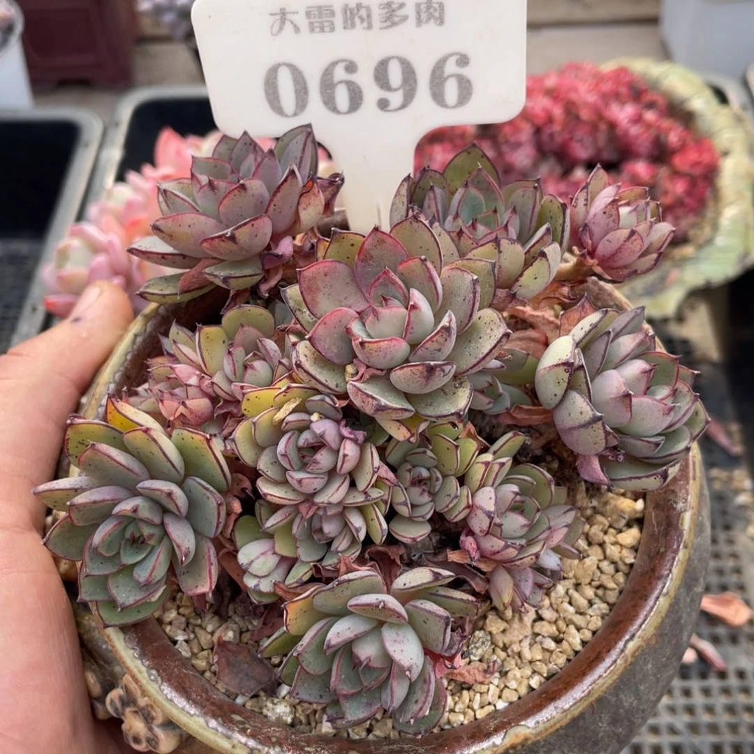 0696黄金雨不带盆12厘米