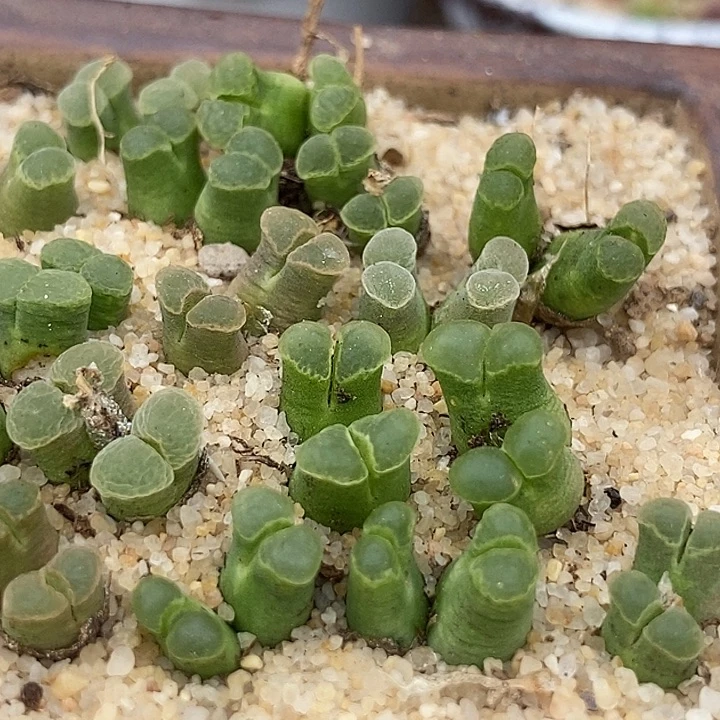 双头粉佛肚风铃一组两颗