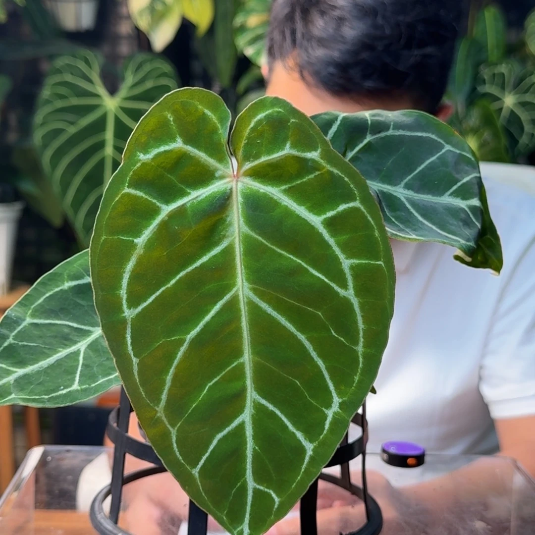 小***蛋无花朵一物一拍C49