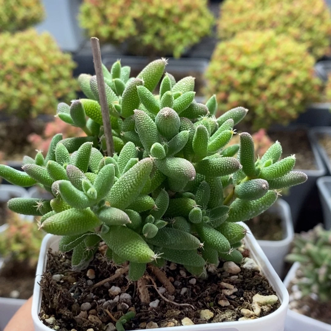 湖***亚实生玉米1165枝干番杏