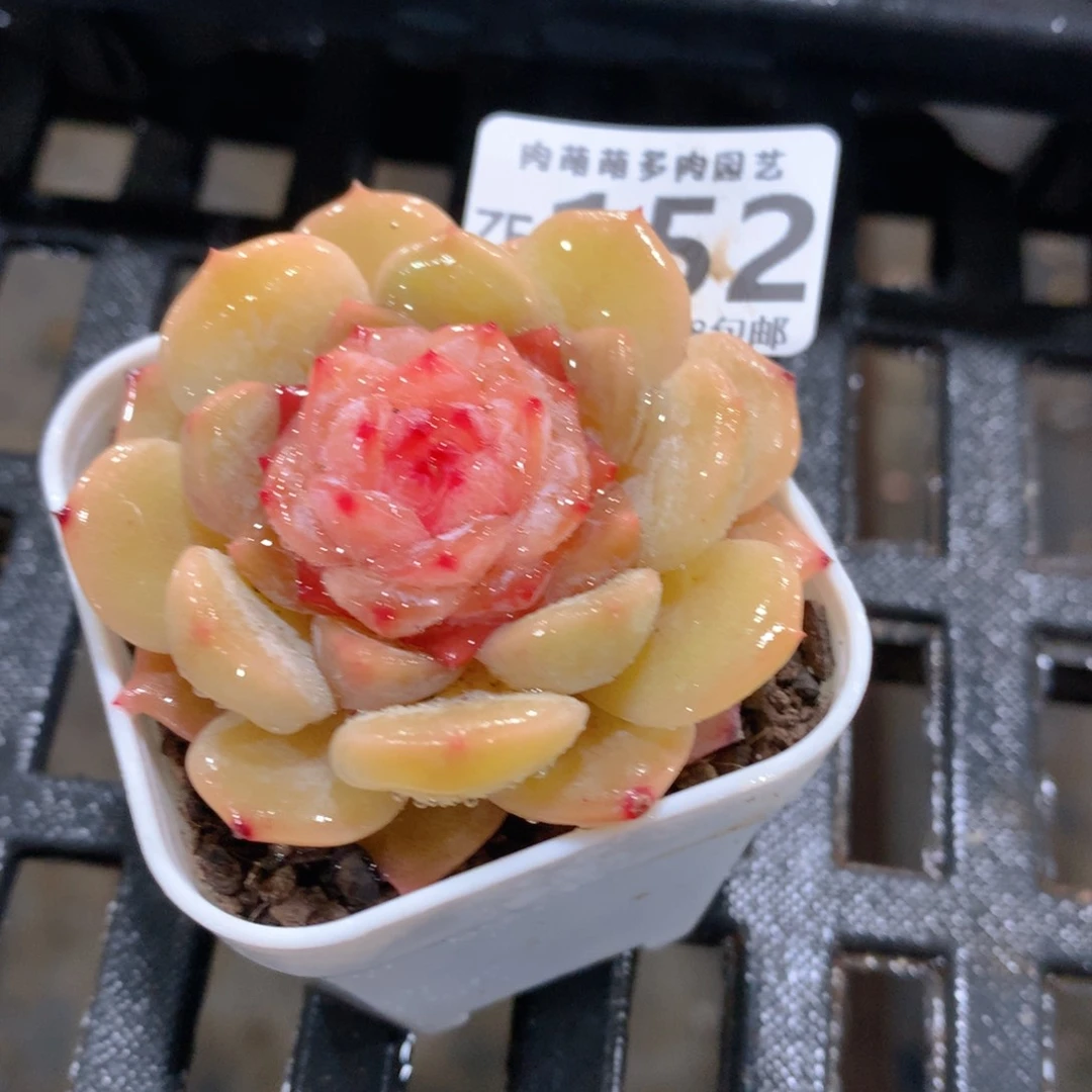 肉萌萌拇指盆精控多肉ZF152