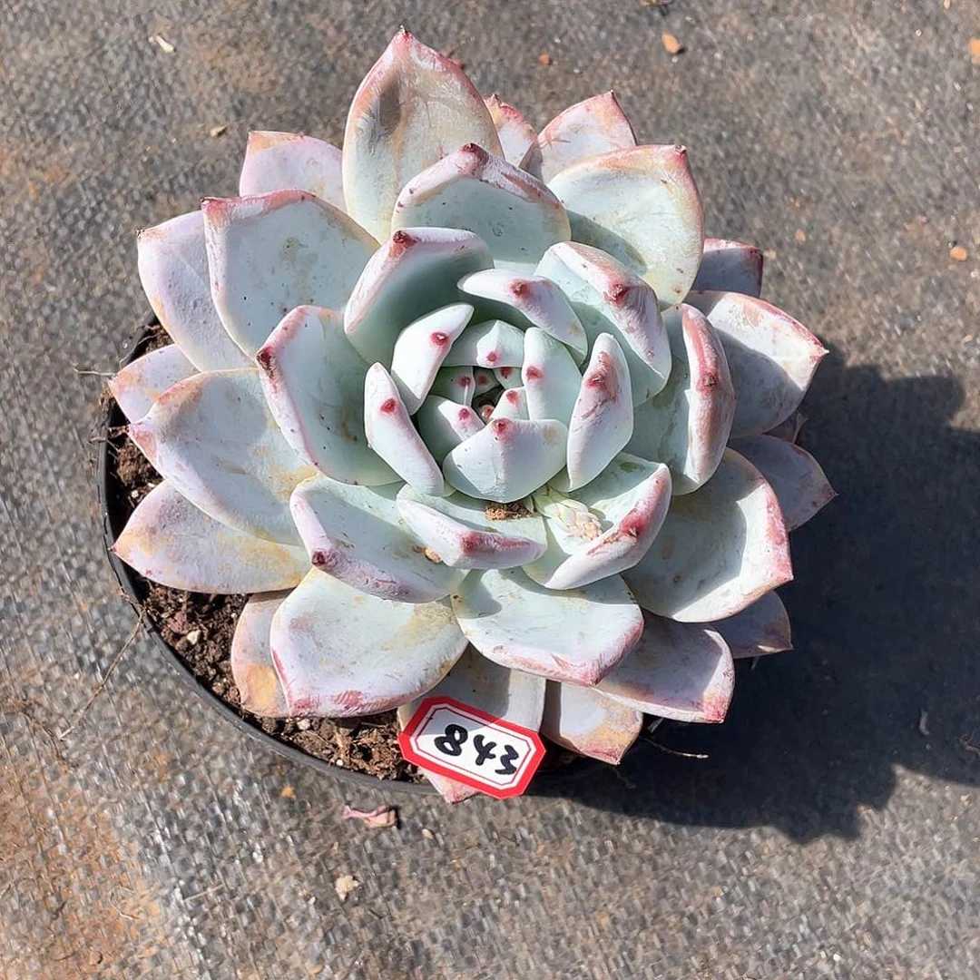 843野卡 一物一拍多肉